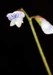 Lentil vetch